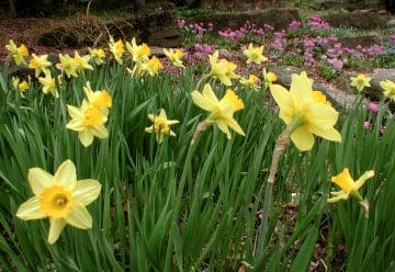 Narcisse Jaune