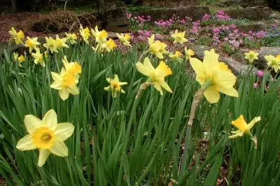 Narcisse Jaune