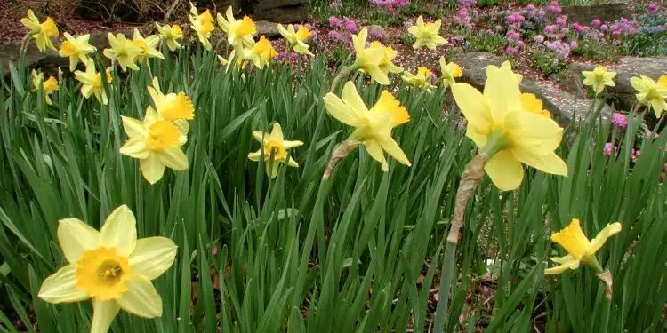 Narcisse Jaune