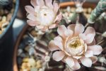 Fleurs en céramique : des compositions durables et artistiques pour décorer les tombes de vos proches