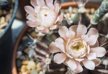 Fleurs en céramique : des compositions durables et artistiques pour décorer les tombes de vos proches