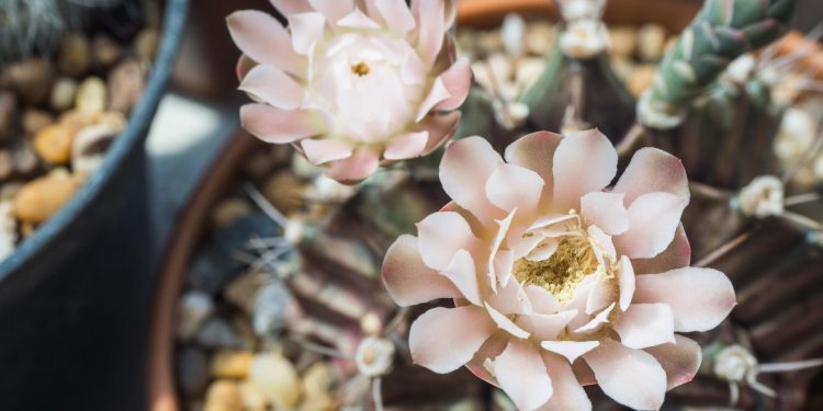 Fleurs en céramique : des compositions durables et artistiques pour décorer les tombes de vos proches