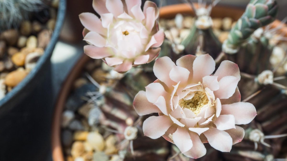 Fleurs en céramique : des compositions durables et artistiques pour décorer les tombes de vos proches