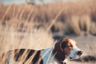 L’assurance pour chien de chasse : un essentiel pour une protection optimale