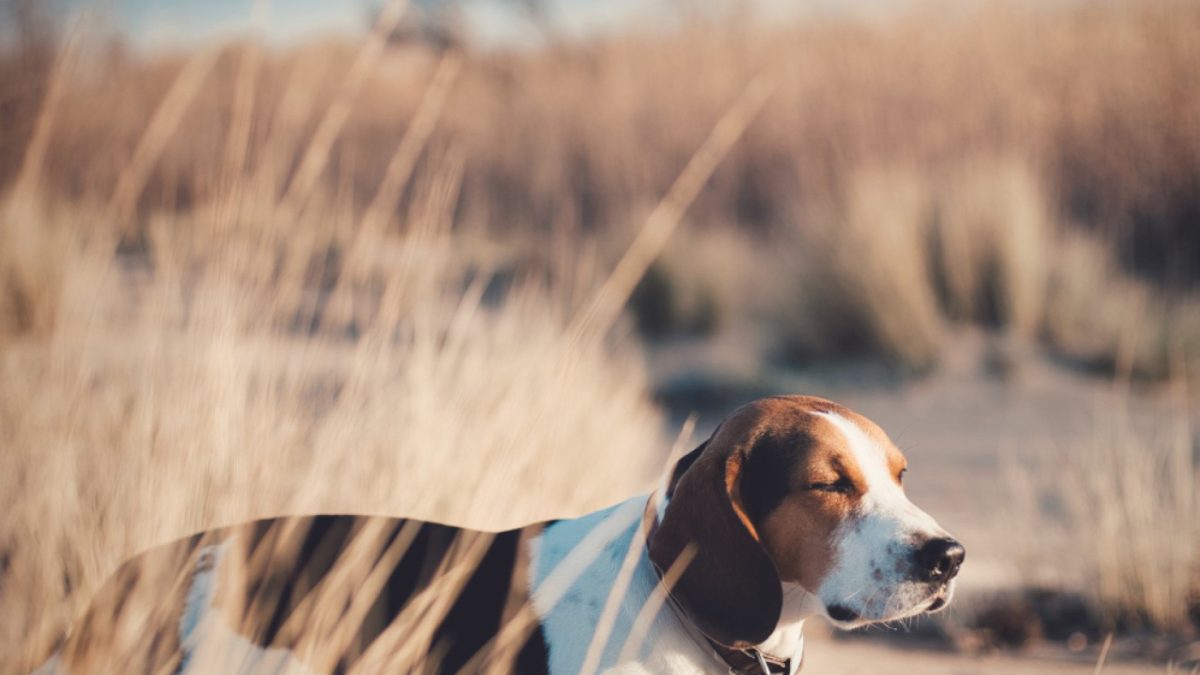 L’assurance pour chien de chasse : un essentiel pour une protection optimale