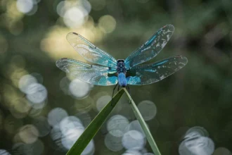 Libellule bleue aux ailes translucides posée sur un roseau au-dessus d'un étang forestier calme, symbolisant la synchronicité et les rêves